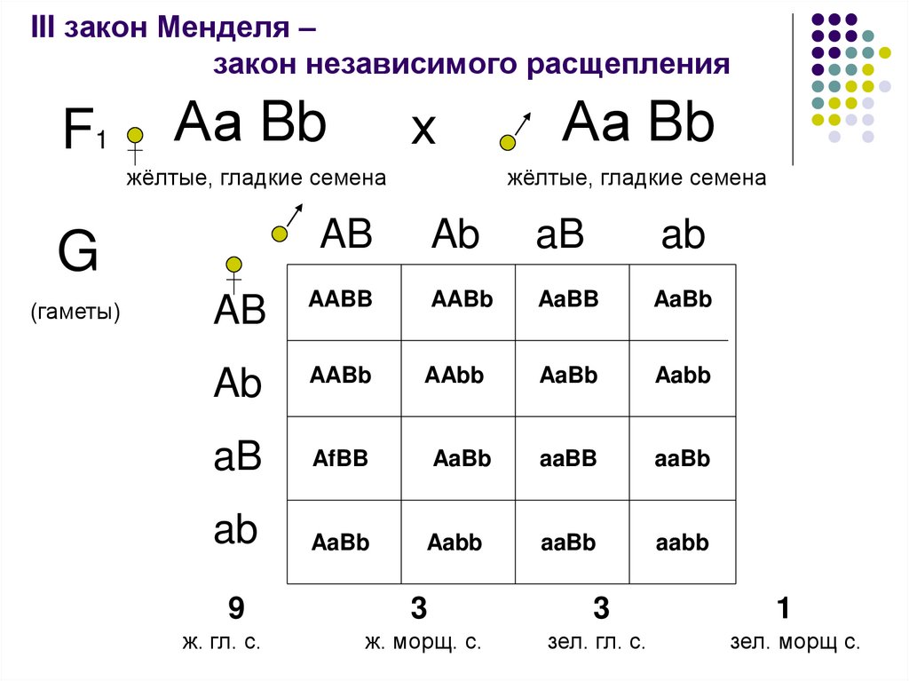 Первый закон менделя презентация 9 класс