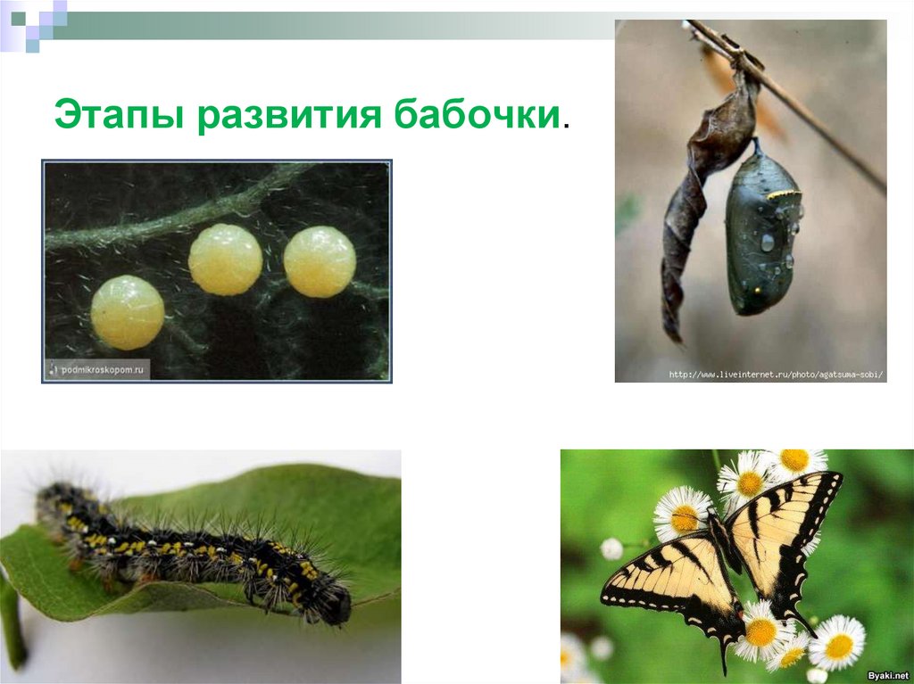 Стадии гусеница бабочка. Стадия развитиии бабочки крапивницы. Стадии развития бабочки. Этапы развития бабочки. Стали развития бабочек.