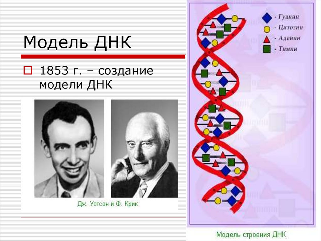 Строение днк презентация