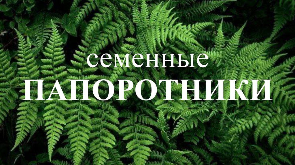 Семенные Папоротники - презентация онлайн