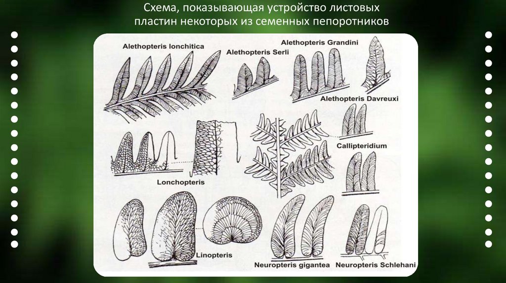 Семенные Папоротники - презентация онлайн