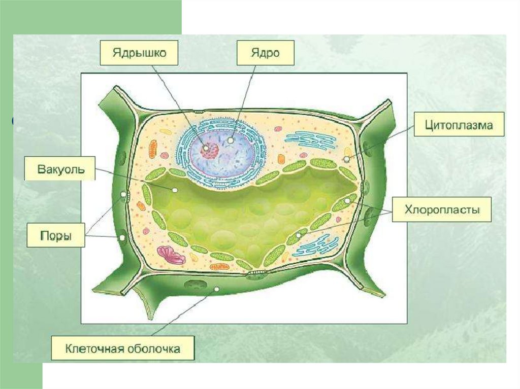 Строение клетки основные положения клеточной клетки