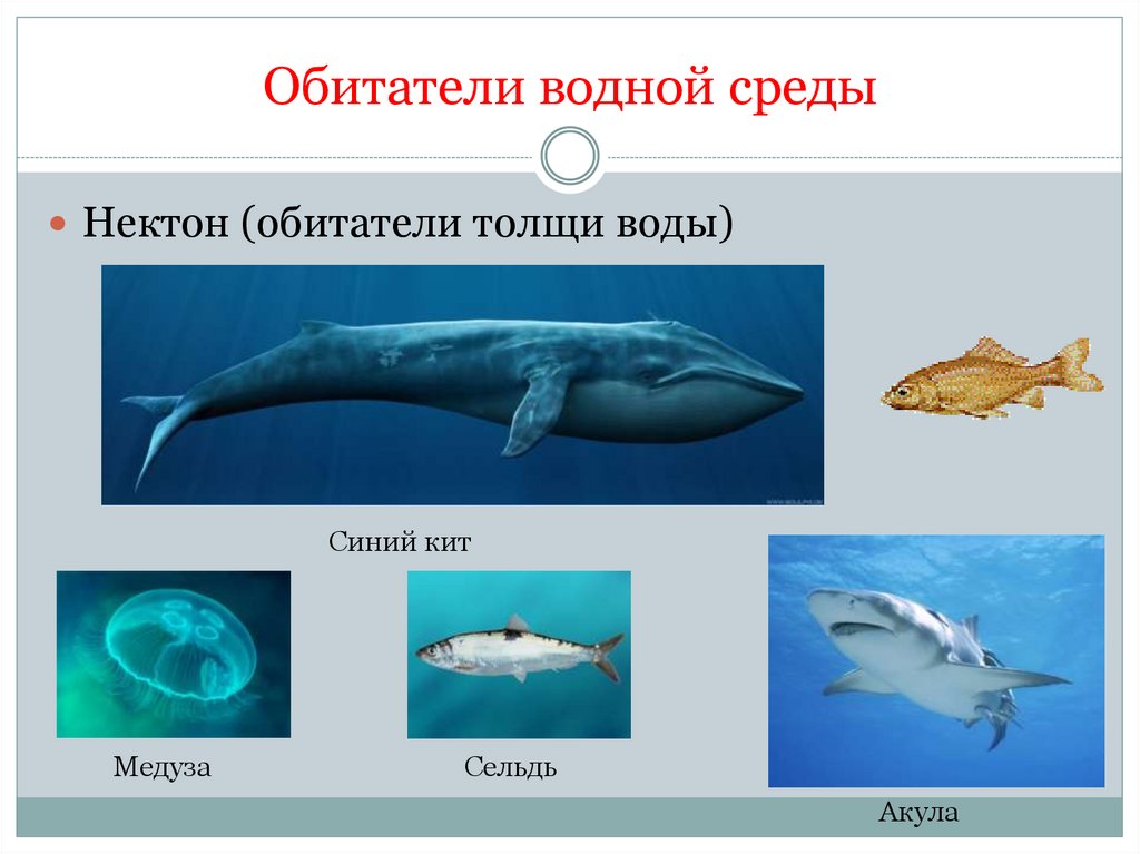 Самые жуткие обитатели морской бездны