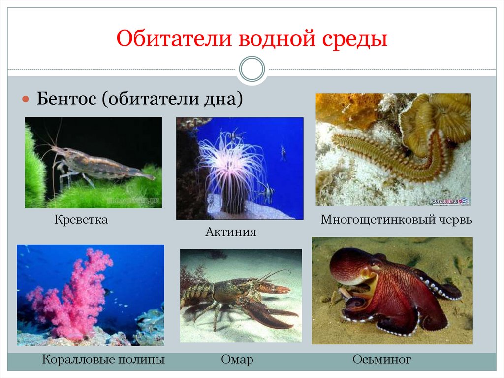 Водная среда обитания характеристики, её обитатели