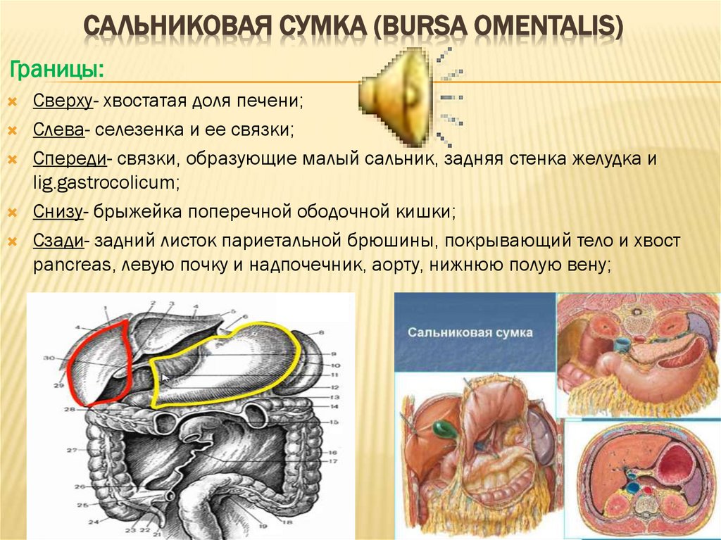 Топографо анатомический. Преджелудочная сумка. Преджелудочная сумка границы. Сообщение печеночной и преджелудочной сумки.