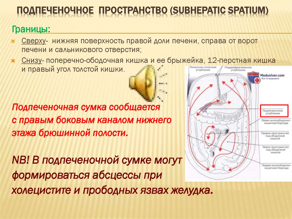 Какая анатомическая особенность. Подпеченочное пространство. Подпеченочная сумка. Топографо-анатомическую локализацию очага. Подпеченочное углубление.