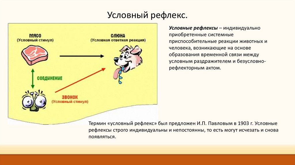 Значение условного рефлекса для животных. Значение условных рефлексов. Положительные условные рефлексы. Условно-рефлекторной. Условные рефлексы",рассудочная деятельность".