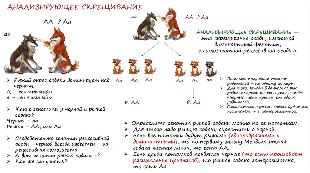 Анализирующее скрещивание презентация 9 класс