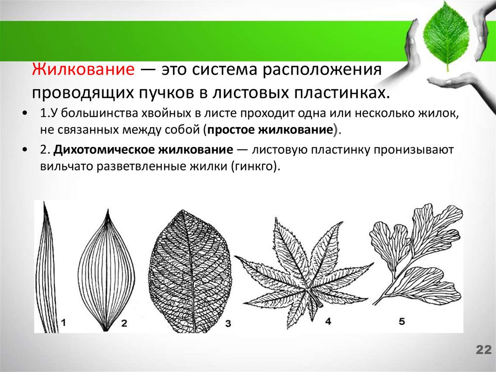 Сетчатое жилкование листьев имеют растения. Жилкование листовой пластинки. Вильчатое (дихотомическое) жилкование. Типы жилкования листа вильчатое. Дихотомическое жилкование гинкго.