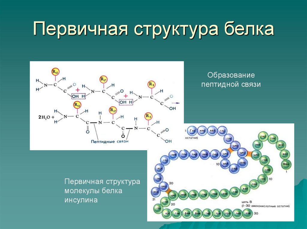 Первичная структура белка