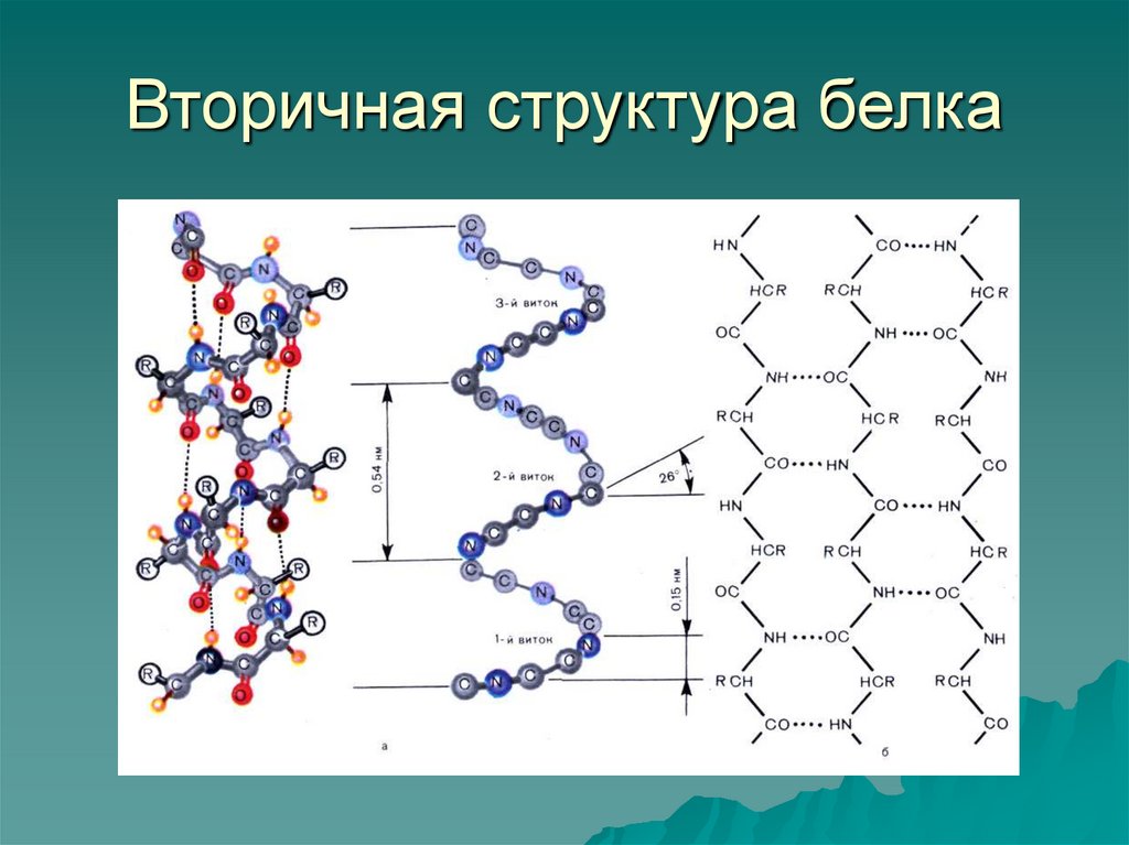Вторичная структура белка