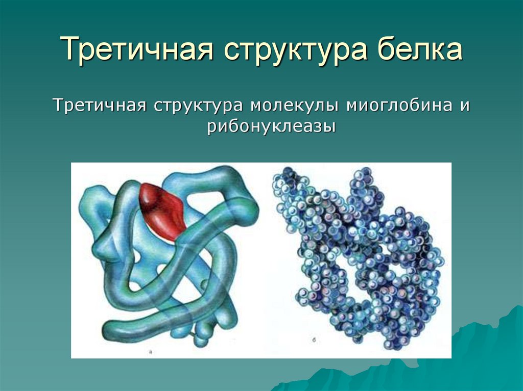 Третичная структура белка