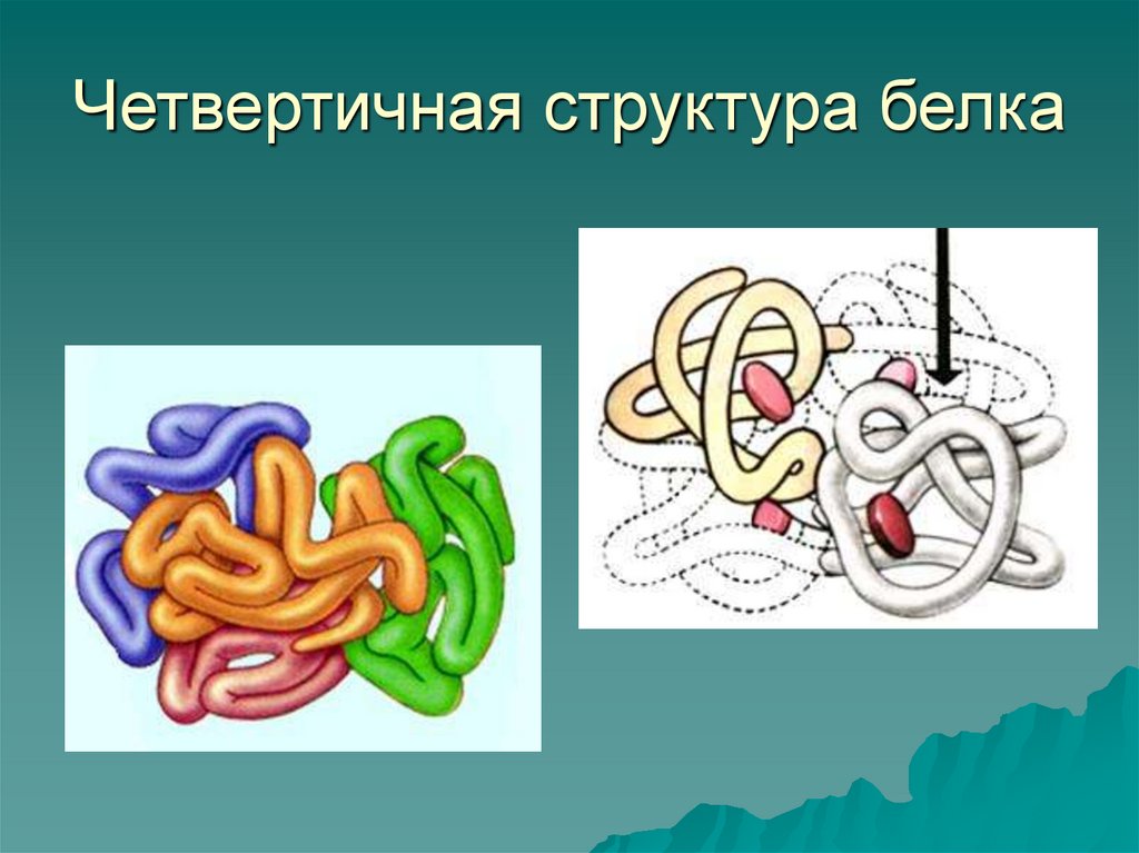 Четвертичная структура белка