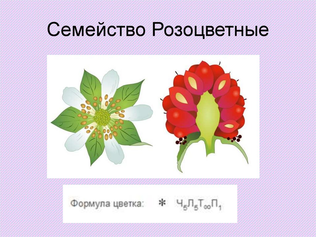 Формула цветка растений семейства розоцветные ответ. Семейства Мотыльковые и Розоцветные. Строение цветка розоцветных. Классы и семейства цветковых растений. Семейство Розоцветные вегетативные органы.