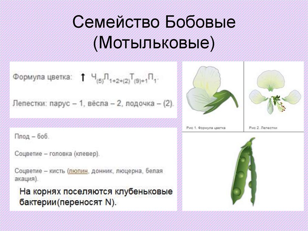 Формула цветка семейства мотыльковые бобовые