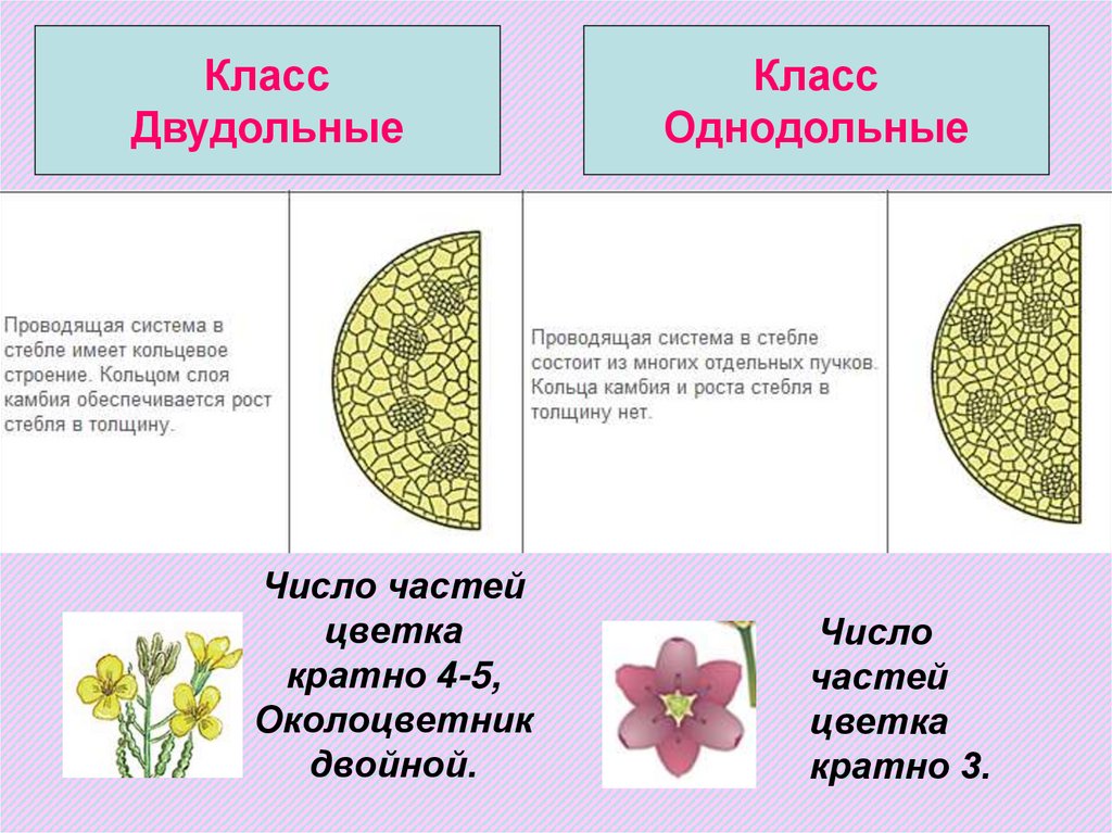 Семейства цветковых растений ppt. Классы цветковых растений 6 класс. Цветковое растение и его строение. Семейство цветковых растений клето цветочные Талица.
