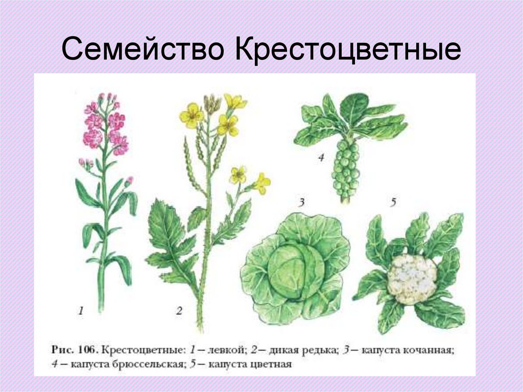 Многообразие семейств. Крестоцветные растения. Крестоцветные ботаника. Семейство крестоцветные капустные. Дикие крестоцветные растения.