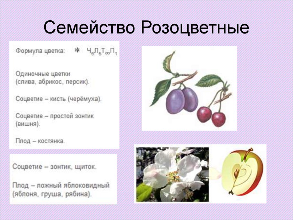 Формула цветка растений семейства розоцветные ответ. Цветок семейства Розоцветные. Двудольные Розоцветные. Семейства Мотыльковые и Розоцветные. Семейство Розоцветные абрикос.