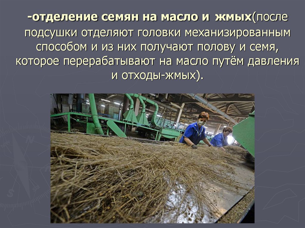 -отделение семян на масло и жмых(после подсушки отделяют головки механизированным способом и из них получают полову и семя,