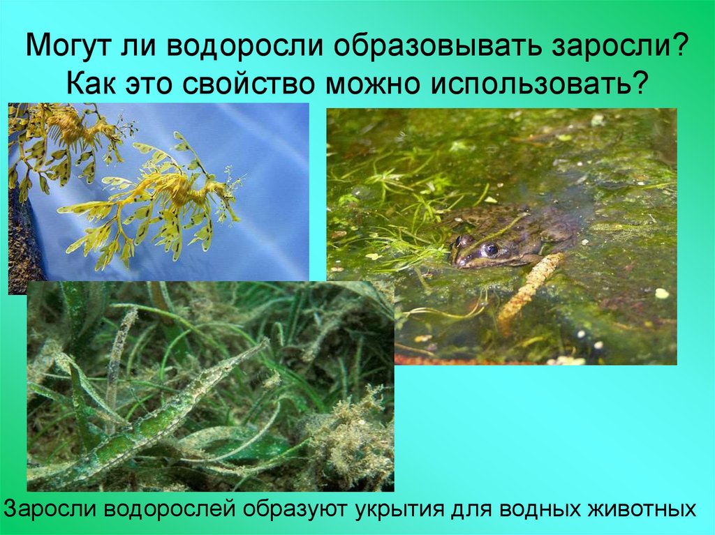 Какие водоросли образуют. Человек в водорослях. Заросли водорослей. Водоросли в природе и жизни человека. Водоросли в жизни человека презентация.