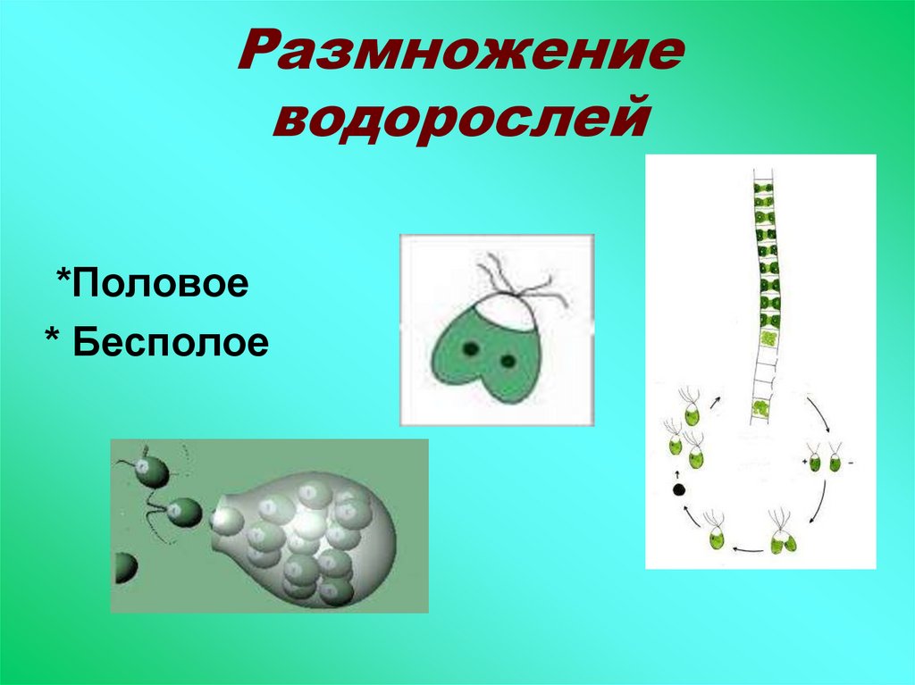 Вода для размножения водорослей