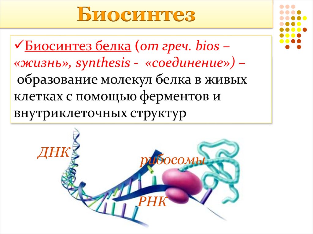 Биосинтез белка фото