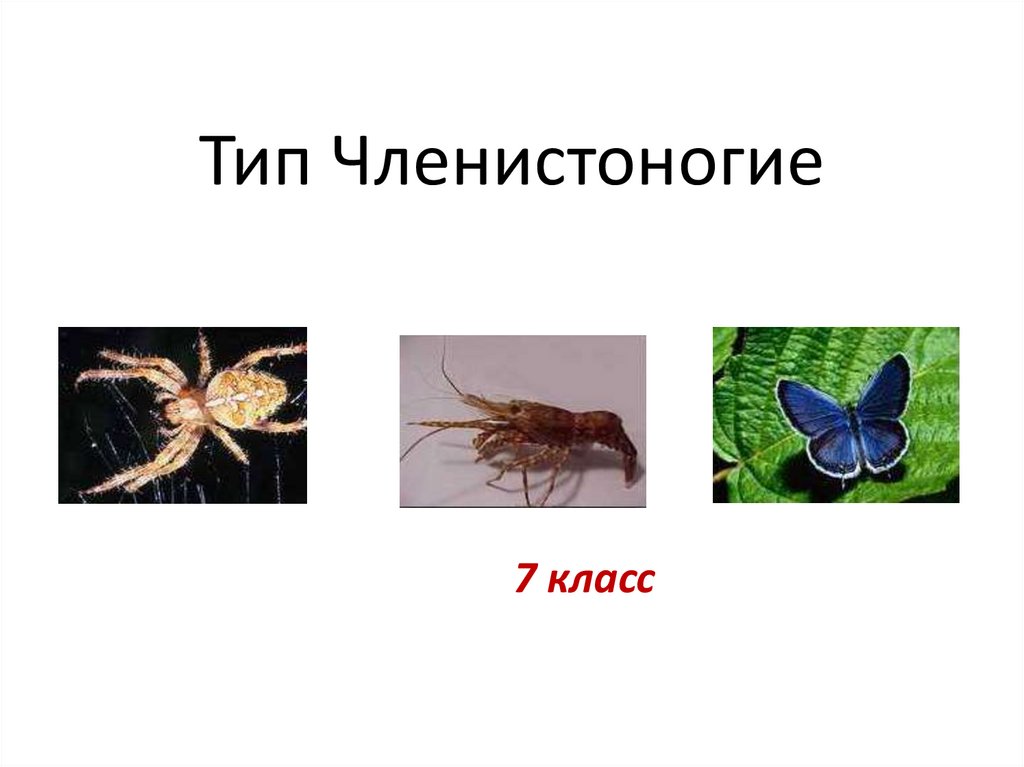 Биология тест класс насекомые. Тип Членистоногие презентация 7 класс биология. Тип Arthropoda время существования.