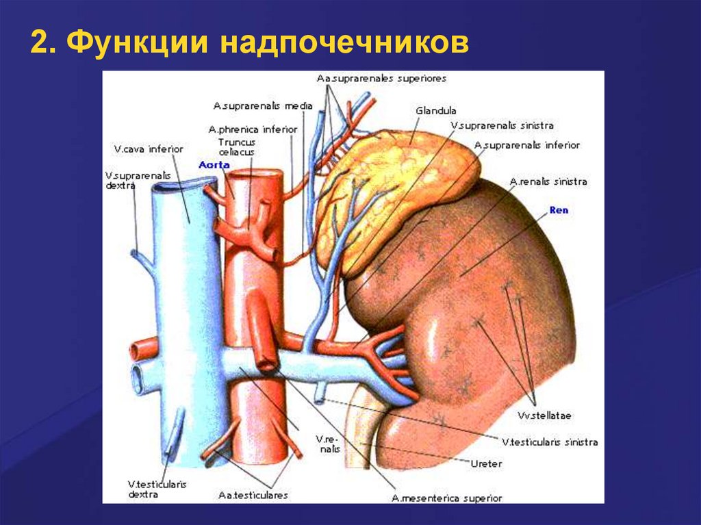 Латеральная ножка надпочечника