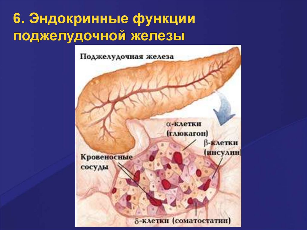 Поджелудочная железа изменения неспецифического характера. Эндокринная функция поджелудочной железы. Эндокринная регуляция поджелудочной железы. Эндокринная часть поджелудочной железы функции. Экзокринная функция поджелудочной железы.