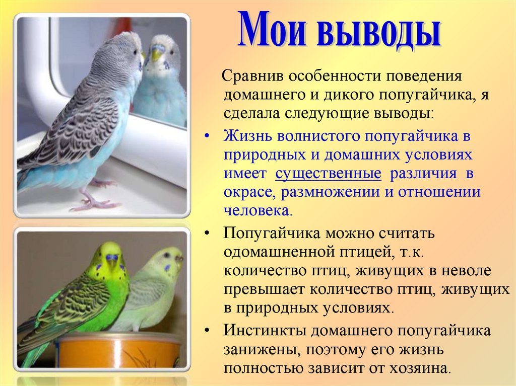 Задача начинается так в зоомагазине жили волнистые попугайчики продолжи задачу по схеме реши задачу