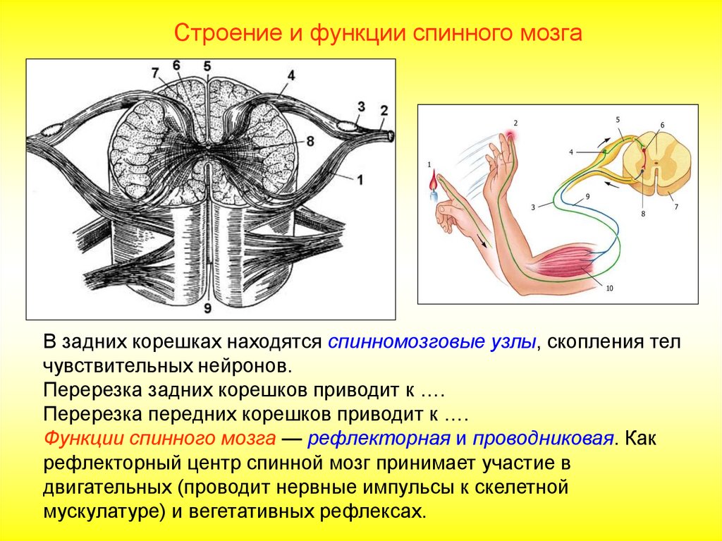 Перерезки спинного мозга. Задний корешок спинного мозга по функции. Строение Корешков спинного мозга. Передние корешки спинного мозга строение. Вентральные корешки спинного мозга.
