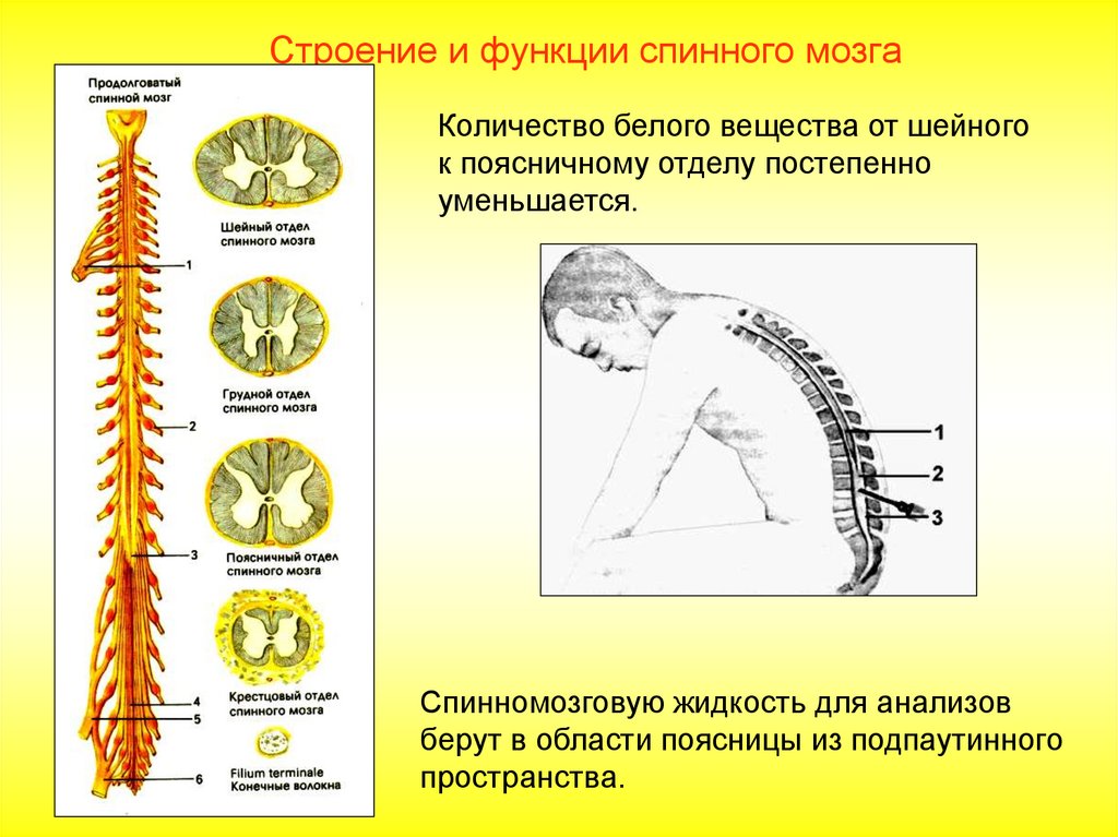Функции шейного отдела. Спинной мозг строение и функции нервная система. Спинной мозг: строение и функции отделов мозга.. Строение нервной системы спинной мозг таблица. Строение и функции спинного МОЗ.