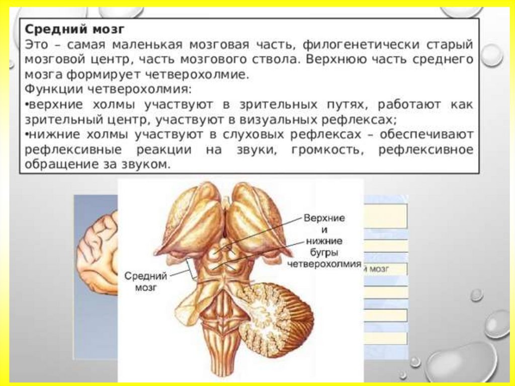 Закономерности работы головного мозга 8 класс биология. Средний мозг функции четверохолмия. Верхние Бугры четверохолмия.