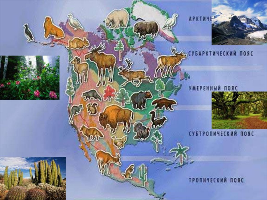 Животный мир материка северная америка. Карта животных Северной Америки. Растительный и животный мир Северной Америки. Животные Северной Америки на карте. Карта растительности Северной Америки.
