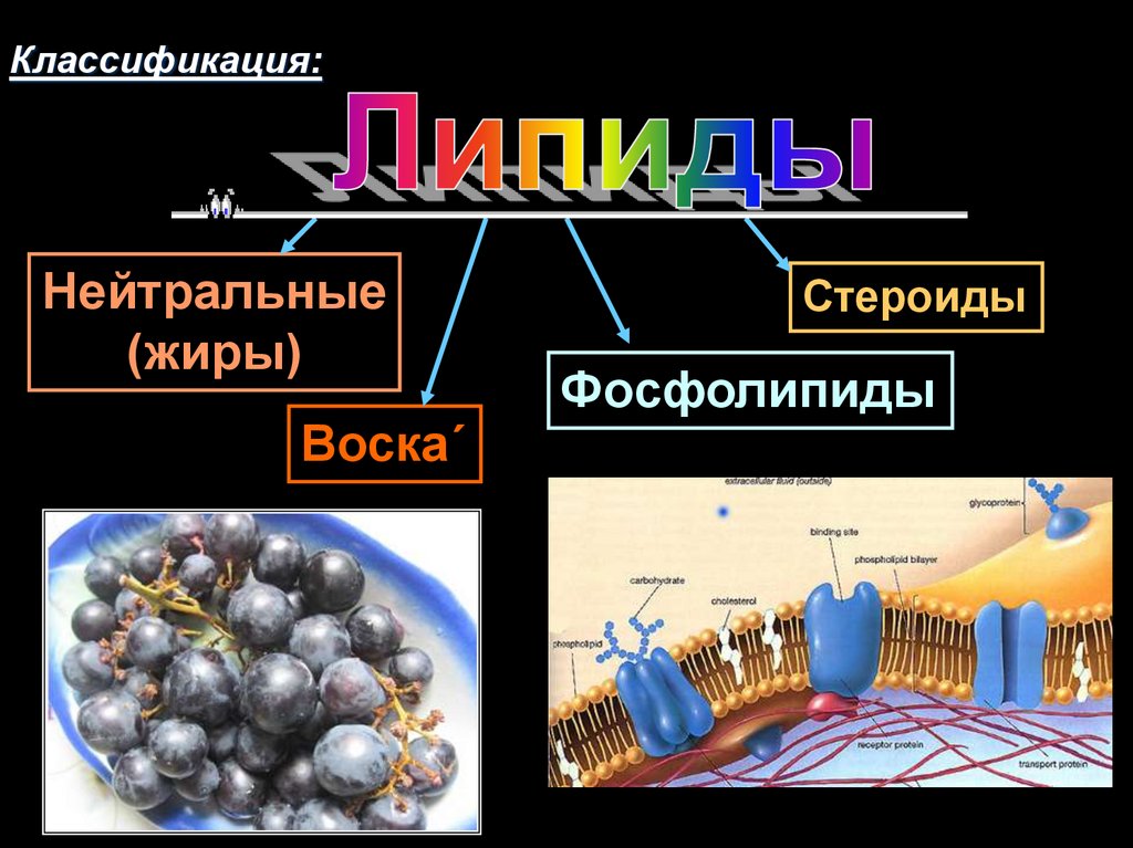 Простые липиды презентация