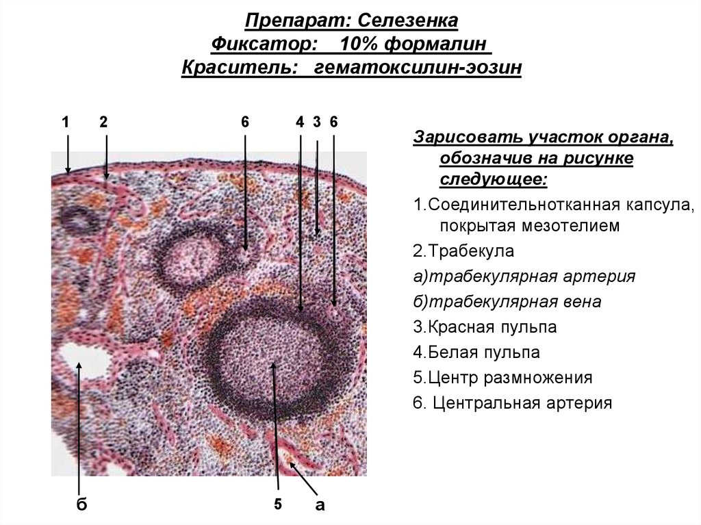 Органы кроветворения и иммунологической защиты