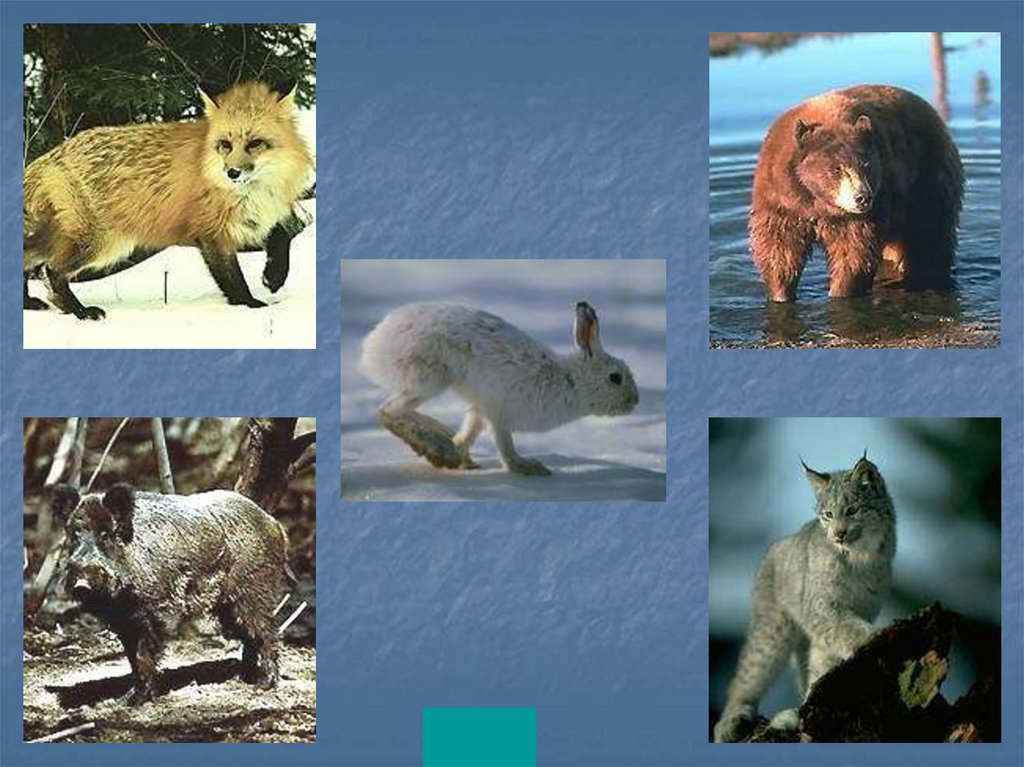 Вид животных 3 класс окружающий. Разнообразие животных. Разнообразные животные 3 класс. Проект животный мир. Окр мир животные.