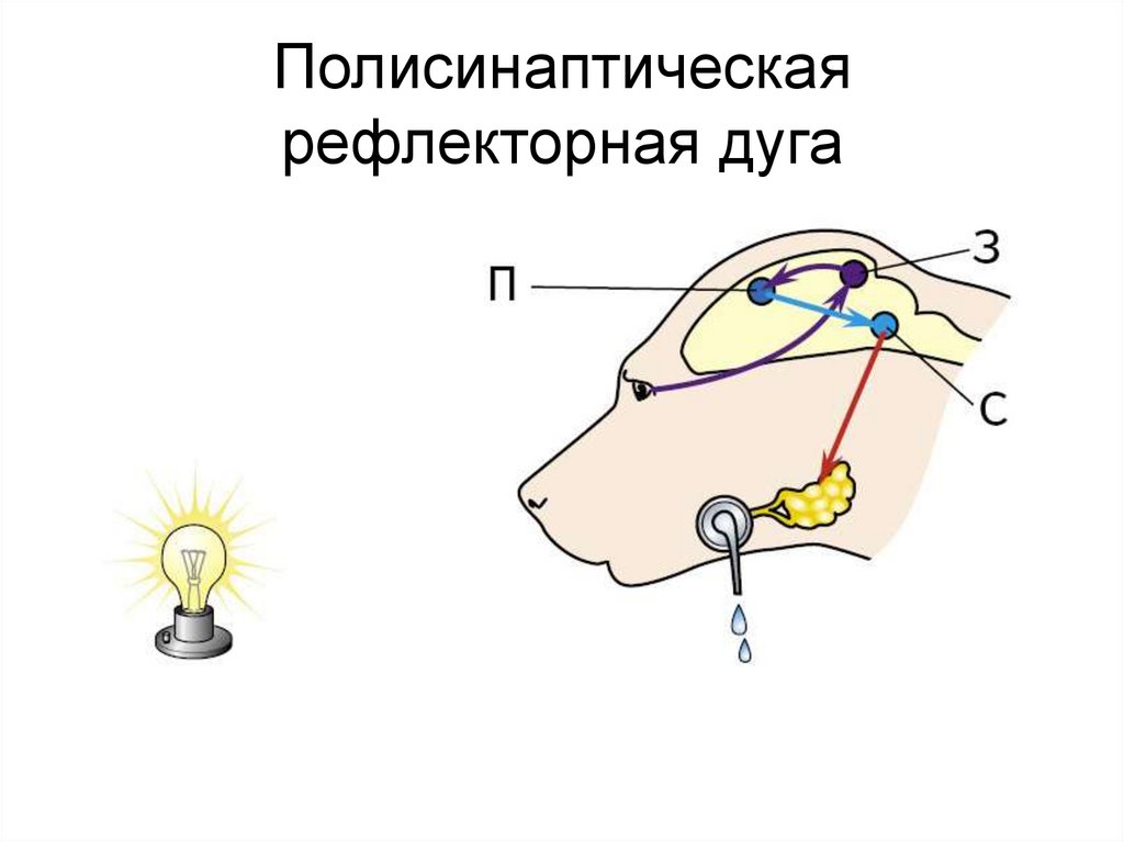 Рефлекторный характер деятельности нервной системы. Лекция 3 ...