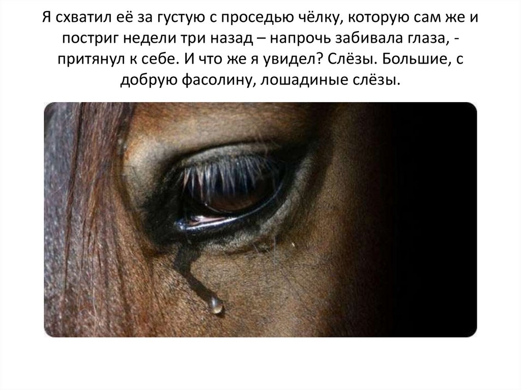 Главная мысль рассказа о чем плачут лошади