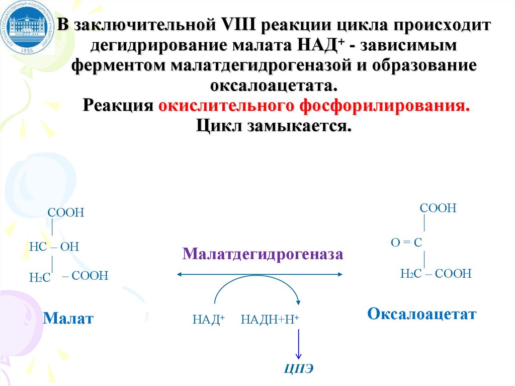 Дегидрирование циклов. Реакция дегидрирования. Реакция дегидроциклизации. Цикл трикарбоновых кислот реакции.