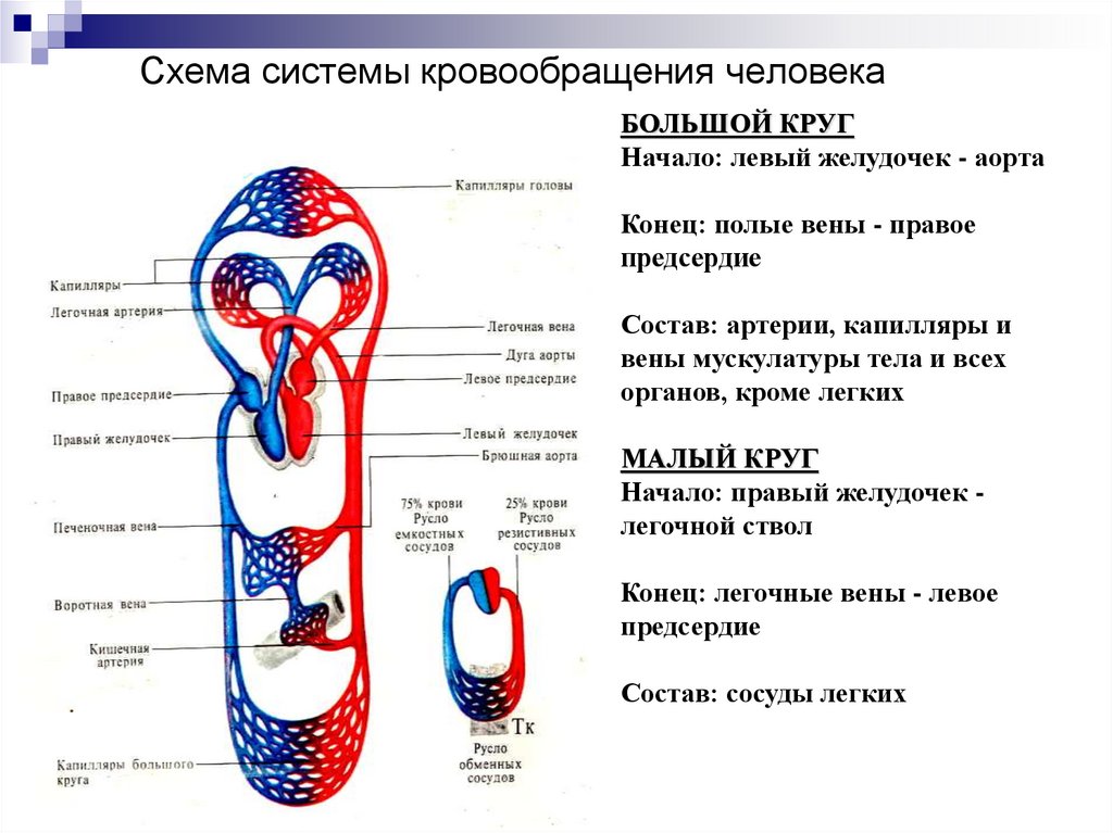 Базальный тонус сосудов. Система кровообращения человека схема. Типы регуляции кровеносной системы. Конради г. регуляция сосудистого тонуса.