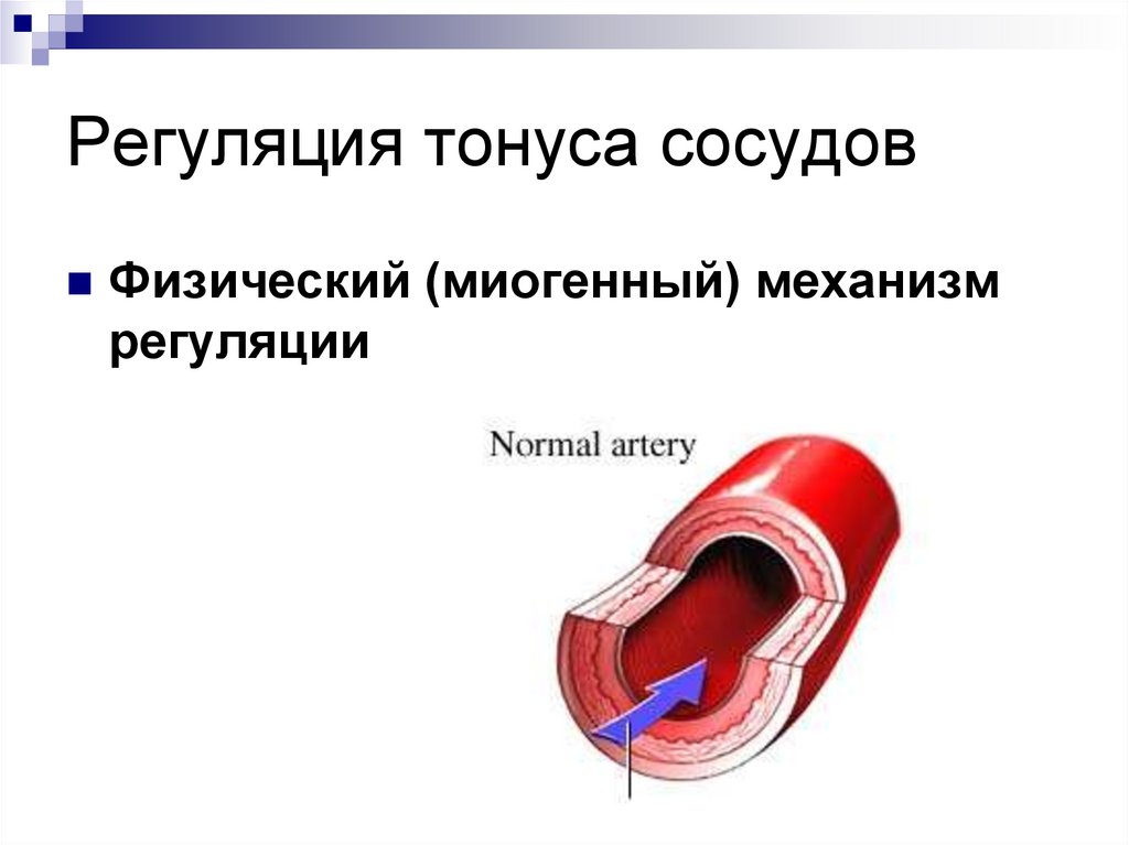 Изменение тонуса сосудов. Механизмы регуляции тонуса сосудов. Тонус артерий. Регуляция тонуса артериальных сосудов. Механизмы регуляции сосудистого тонуса и артериального давления.