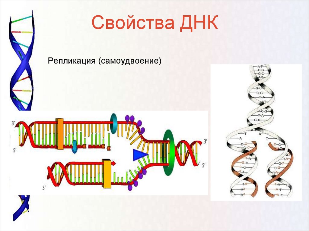 Пара молекул днк. Репликация самоудвоение ДНК. Схема самоудвоения молекулы ДНК. ДНК репликация репликация схема самоудвоения. Самоудвоение молекулы ДНК.