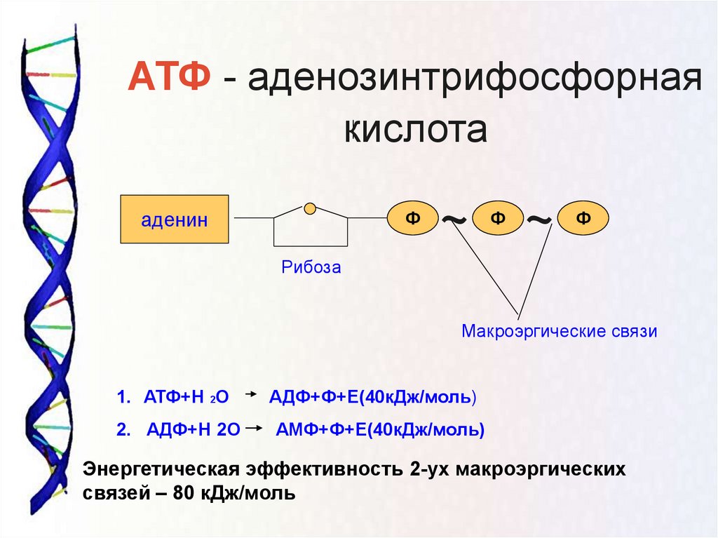 Клетка содержит атф. Схема строения АТФ макроэргические связи. АТФ АДФ функции. Строение мономера АТФ. Строение нуклеиновых кислот АТФ.
