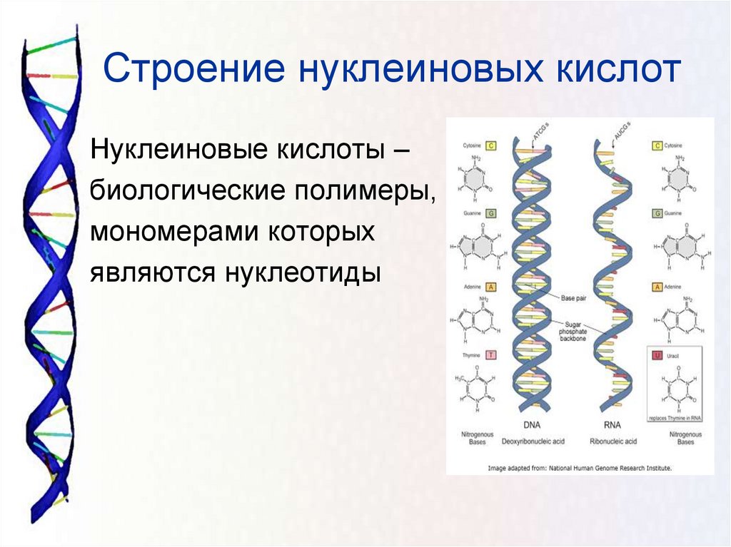 6 функции нуклеиновых кислот. Вторичная структура нуклеиновых кислот. Строение нуклеиновых кислот. Схема строения нуклеиновых кислот. Строение нуклеиновфх Кистол\.