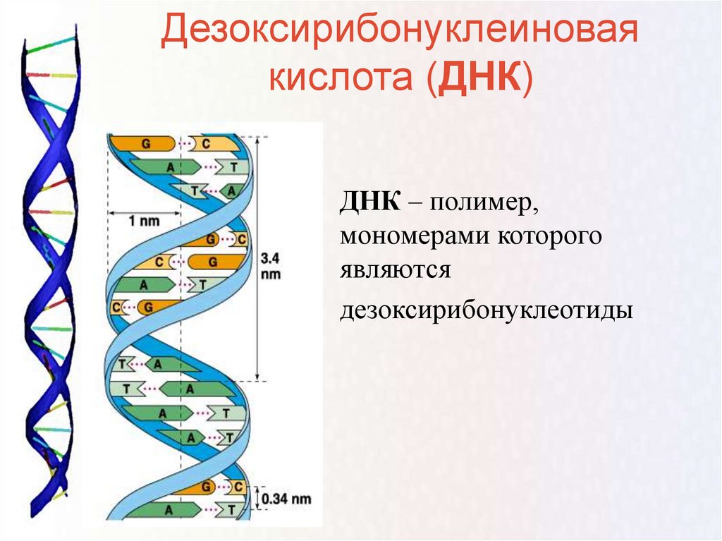 Структуру днк расшифровали. Расшифровка структуры молекулы ДНК. Расшифруйте строение ДНК. Структуру молекулы ДНК расшифровали.