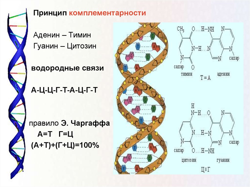 Рнк аденин гуанин. Аденин гуанин цитозин Тимин цепочка. Принцип комплементарности ДНК схема. ДНК аденин Тимин. Комплементарность нуклеотидов аденин гуанин Тимин.