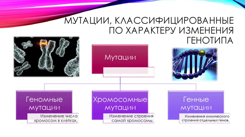 Мутация. Вредные и полезные мутации исследовательская работа.