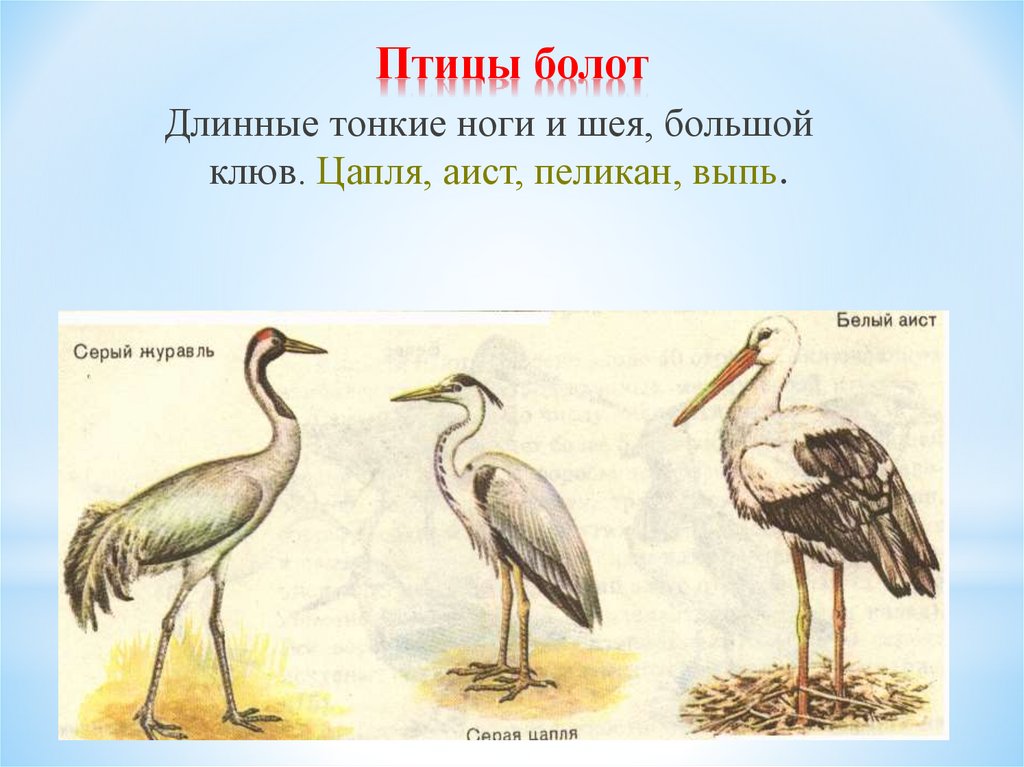 Экологическая группа болот. Болотные птицы. Болотные птицы представители. Болотные птицы России. Болотная и Озерная птица-.