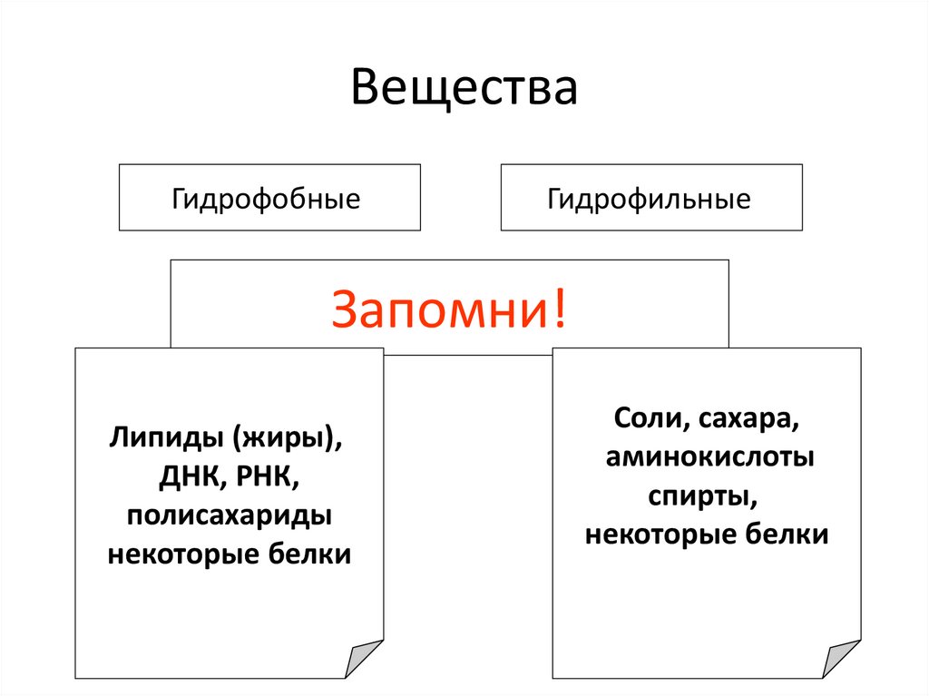 Тест неорганические вещества клетки 10 класс